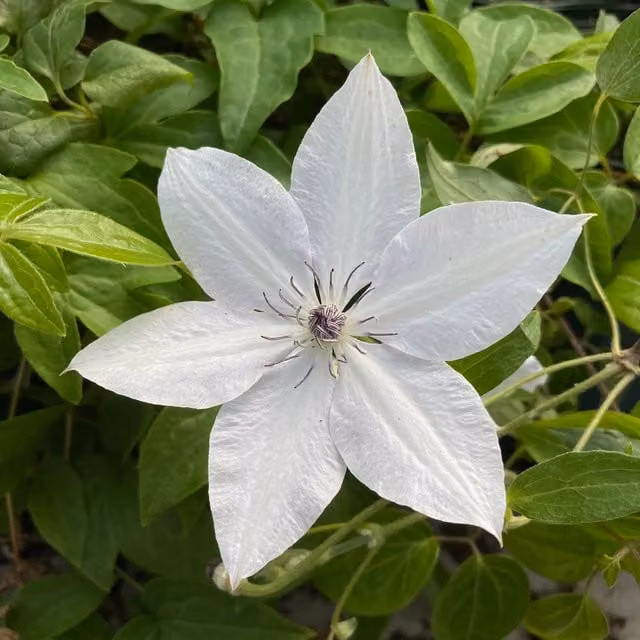 Plants By Post Clematis Tsukiko Evipo110 Purple Perennial Climber