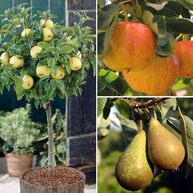 Thompson & Morgan Fruit Miniature Tree Trio Collection in Green, Yellow, Red and Multicolour