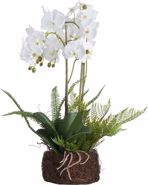 Hill Interiors Orchid and Fern Mixed Floral Potted Garden in White