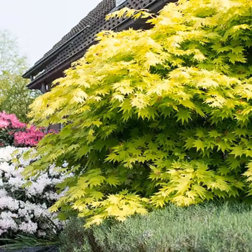 YouGarden Acer Shirasawanum Jordan Japanese Maple Ornamental Tree in 3L Pot, Height: 40-50 cm – 2