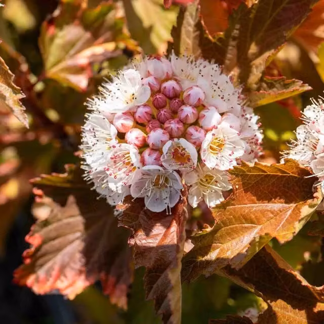 Marshalls Garden Physocarpus Magic Ball Compact Deciduous Ornamental Shrub, Red