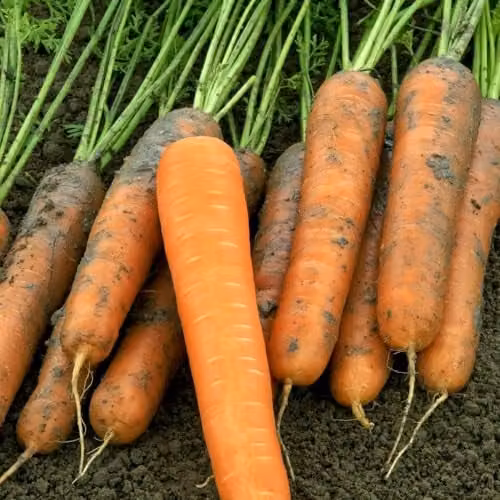 Thompson & Morgan Carrot Volcano F1 Orange Vegetable Seeds, 1x Seed Packet