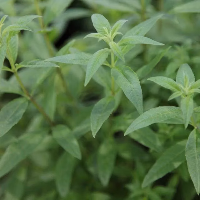 Set of 3 Lippia Citriodora Lemon Verbena Herb Garden Bedding Plants in 9cm Pots