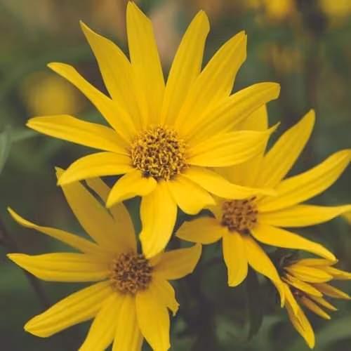 Thompson & Morgan Sunflower Early Bird Yellow Flower Seeds – 2