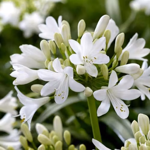 Thompson & Morgan Agapanthus Blue & White Collection Hardy Perennial Plants, 6x Bare Roots and 1x 39cm Pot – 3