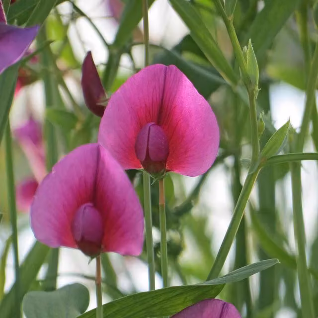 Marshalls Garden Lathyrus tingitanus Royal Purple Sweet Pea Seeds, 21 Seeds, Purple Climbing Flower Seeds
