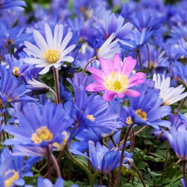 Marshalls Garden Anemone Blanda Mixed Corms in Pink, Purple, Blue, White and Multicolour