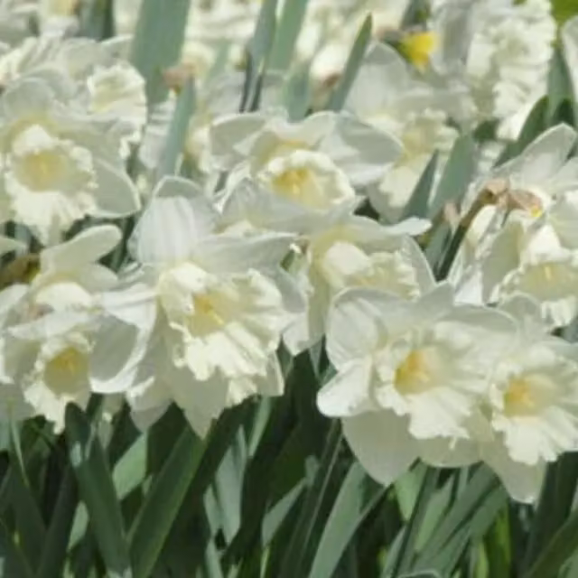 Plants By Post Pack of 10 Creamy White Mount Hood Daffodil Bulbs