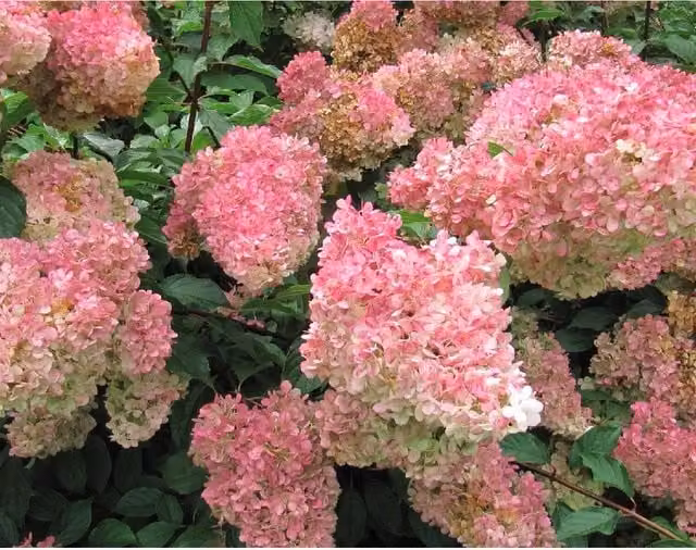 Direct Plants Hydrangea Vanilla Fraise Ornamental Garden Shrub, Pink and White, 5 Litre Pot