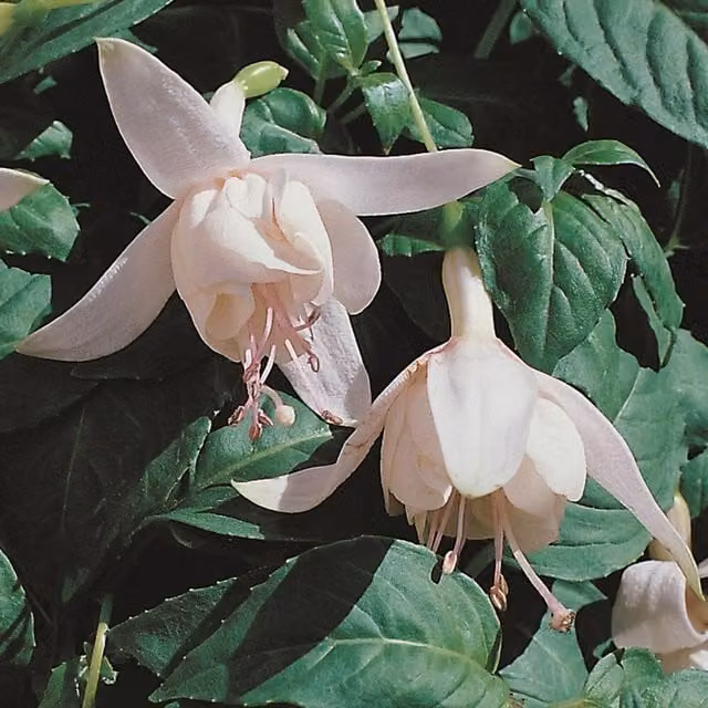 Plant Theory Set of 3 Happy Wedding Day Fuchsia Bedding Plants in 9cm White Pots