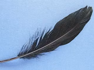 Crafty Capers 12 Black Organic Goose Quill Feathers for Crafts, 16 cm