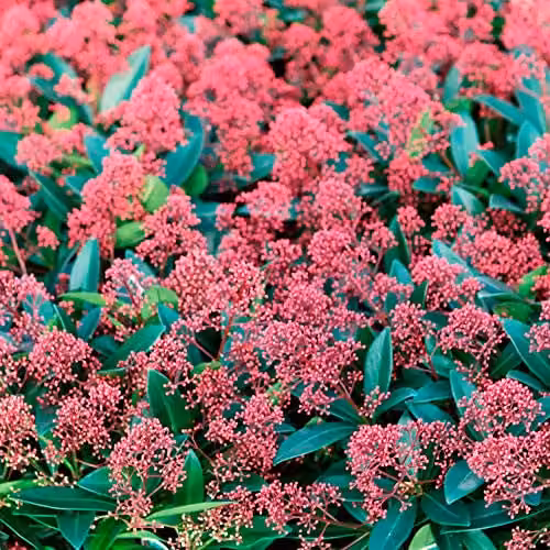 Thompson and Morgan Winter Interest Shrub Collection of 3 Hardy Ornamental Garden Plants including Cornus, Skimmia and Photinia