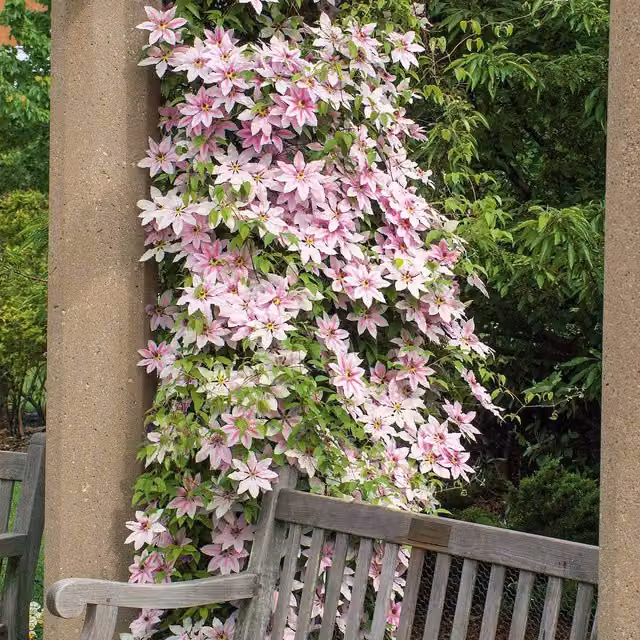 Marshalls Pink Clematis Nelly Moser Perennial Climber for Ornamental Gardens