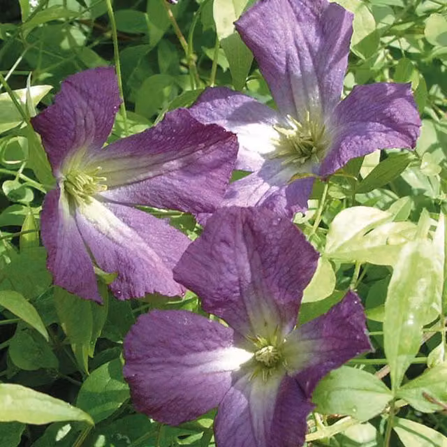Plants By Post Clematis Viticella Climber with Purple and White Flowers