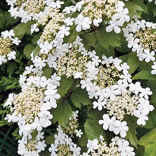 Thompson and Morgan Viburnum Opulus Snowball Shrub, White Flowers, 9cm Pot – 2
