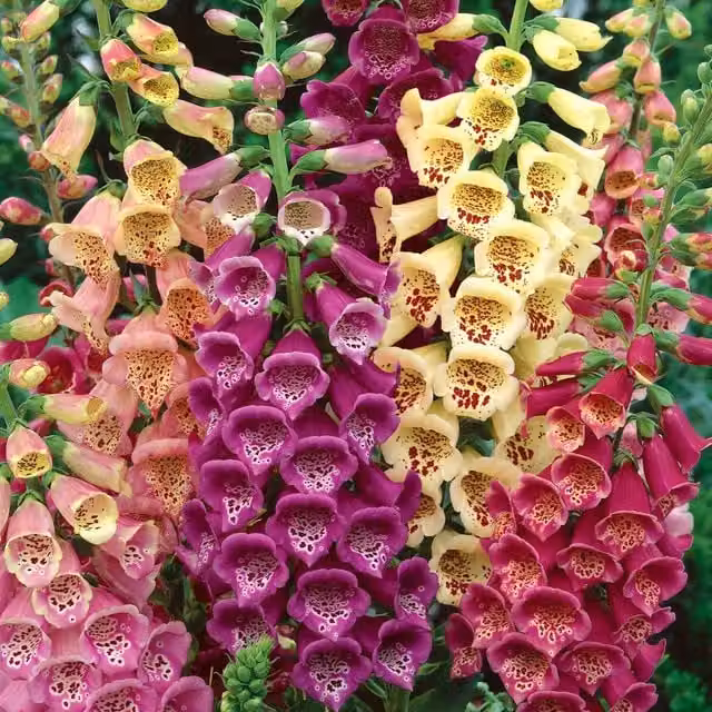 Unwins Excelsior Mix Foxglove Ornamental Flower Seeds in White, Pink, Purple and Multicolour