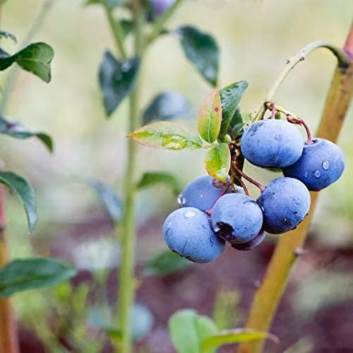 Thompson and Morgan Blueberry Bluecrop Fruit Bush in 6 x 9cm Pots – 2
