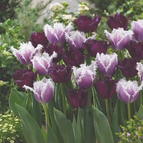 Thompson & Morgan Tulip Black Cherry Frost Mix Fringed Mauve and Plum Spring Flowering Bulbs, 16 Bulbs