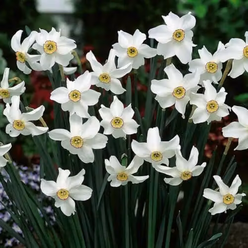 YouGarden Narcissus Pheasant's Eye Bulbs, 24 Bulbs, White, Red and Yellow