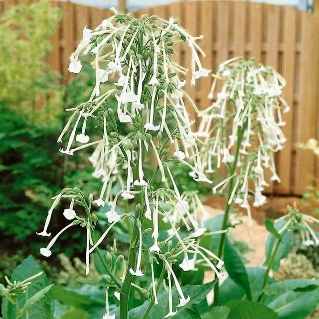 Unwins Nicotiana sylvestris Only the Lonely Flower Seeds, Green and White