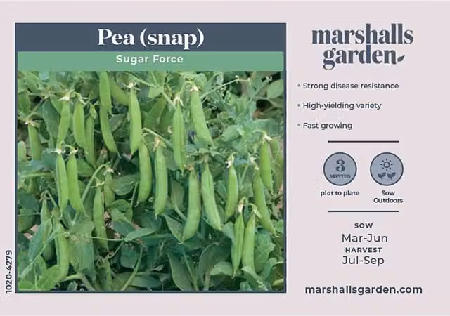 Marshalls Garden Sugar Force Sugar Snap Pea Seeds, 100 seeds, Green to Red
