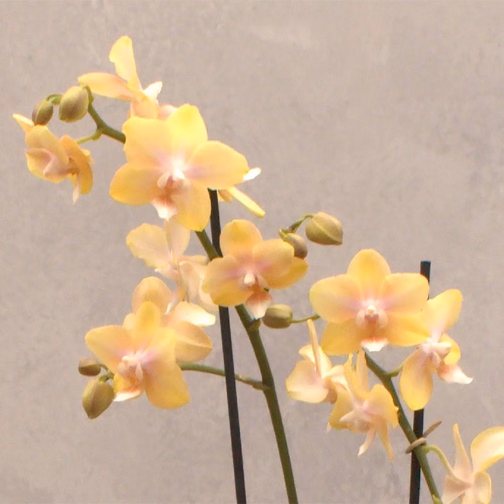Primrose Scented Phalaenopsis Orchid in Orange and Yellow with 12cm Pot – 2
