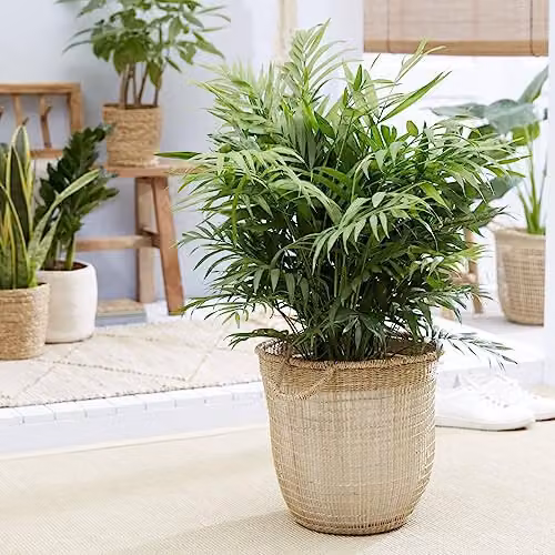 Thompson & Morgan Chamaedorea elegans Parlour Palm Indoor Plants, 2 x 17cm Pots