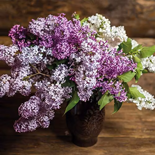 Thompson and Morgan Lilac Fragrant Trio Collection of 3 Hardy Ornamental Shrubs, including Miss Kim, Saugeana and Josikaea, in 9cm Pots – 1