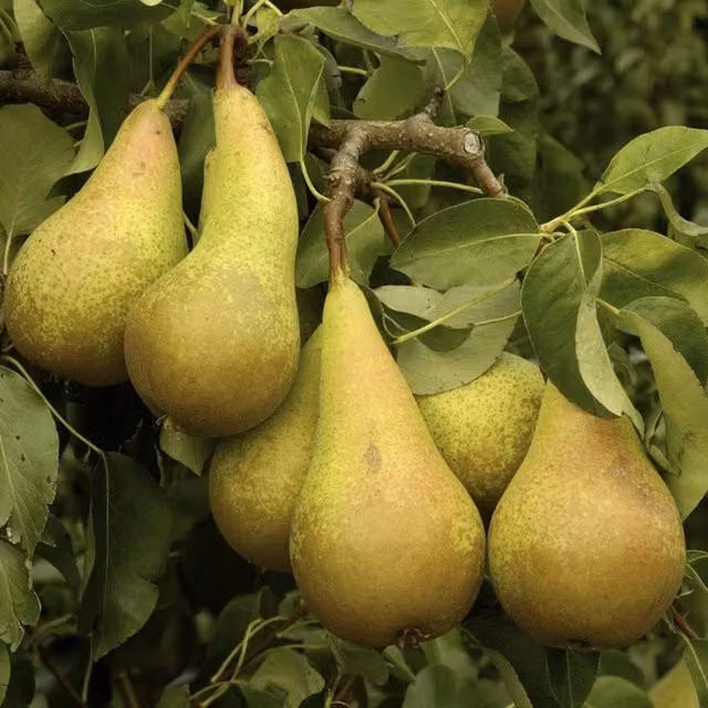 Direct Plants Dwarf Conference Self Fertile Sweet Pear Fruit Tree, Green, Height: 90-120 cm, 3L Pot