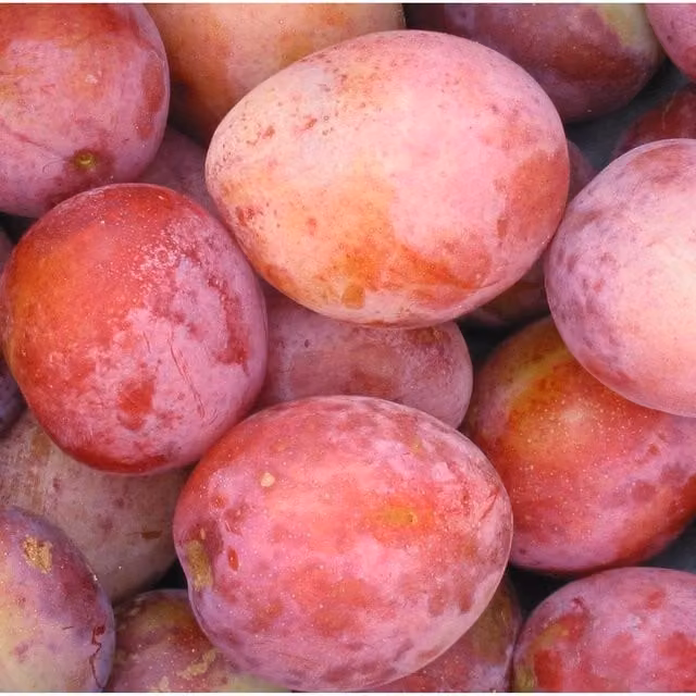 Directplants Victoria Plum Fruit Tree, Red, 12L Pot, Height: 182.88 cm