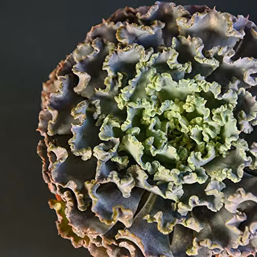 Thompson and Morgan Echeveria Curly Pearl Rare Indoor Succulent House Plant with Ruffled Green and Blue/Purple Foliage, 2 x 10cm Pots