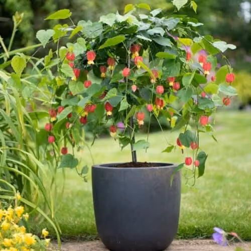 Thompson and Morgan Abutilon megapotamicum Ornamental Shrub with Red and Yellow Flowers, 1 x 3 Litre