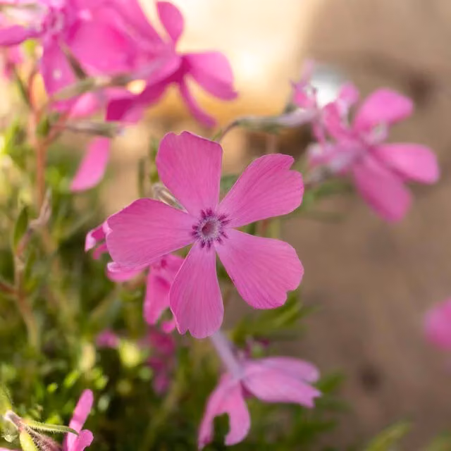 Marshalls Garden Pink Creeping Phlox McDaniels Cushion Perennial Groundcover