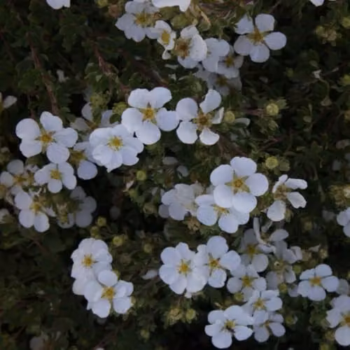 Thompson & Morgan Potentilla fruticosa Abbotswood Hardy White Shrubby Cinquefoil, 9cm Pot – 2