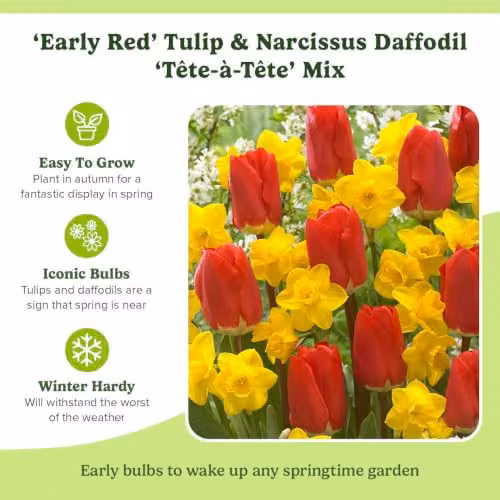 YouGarden Tulip and Narcissus Bulb Collection, Set of 50 Bulbs including 25 Early Red Tulips and 25 Yellow Narcissus Tete a Tete – 2