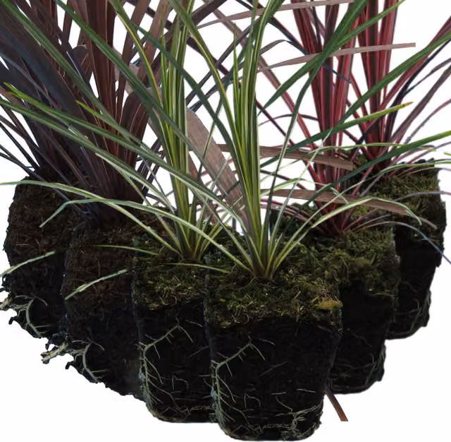 Plants By Post Pack of 3 Mixed Cordyline Plants Red Star, Charlie Boy and Torbay Dazzler, 1L, Burgundy, Pink and Variegated Green