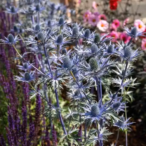 Marshalls Garden Eryngium Big Blue Perennial Plants, Blue/Grey, Pack of 3 – 2