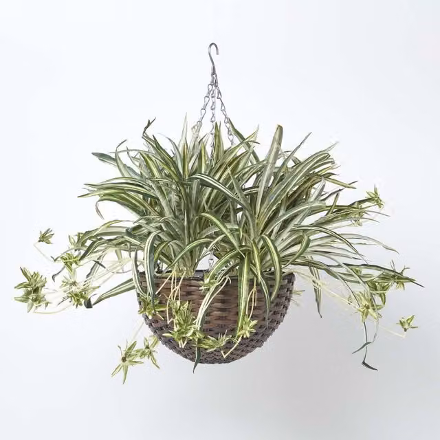 Homescapes Artificial Hanging Spider Plant in a Rattan Basket, Green, 60 cm