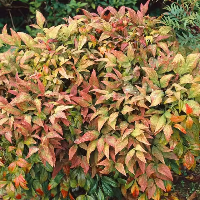 Marshalls Garden Nandina Fire Power Ornamental Shrub, Green, Red and Multicolour