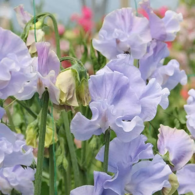 Unwins Charlie's Angel Sweet Pea Seeds, Fragrant Purple Flower Seeds