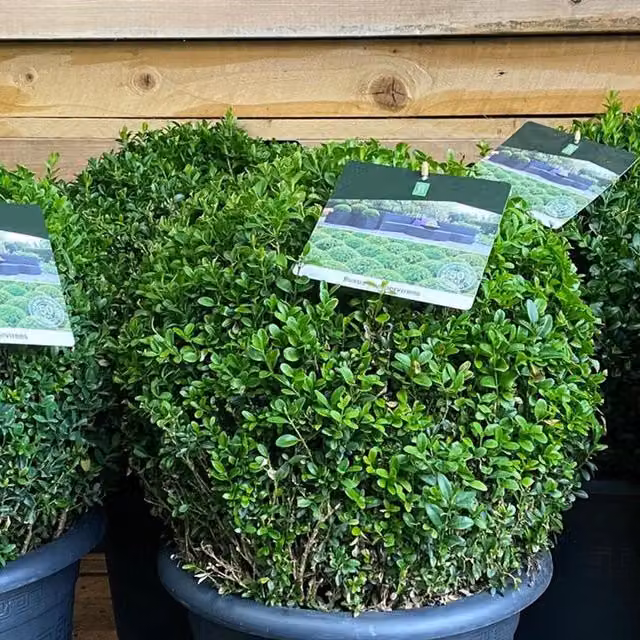 Direct Plants 2x Buxus Sempervirens Extra Large Round Hedge Plants, Green, 30 cm Diameter, 7.5 l Pot