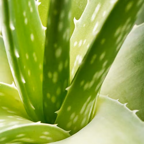 Thompson & Morgan Aloe Vera Succulent Perennial Indoor Houseplant, Green, 1x 15cm Potted Plant – 4