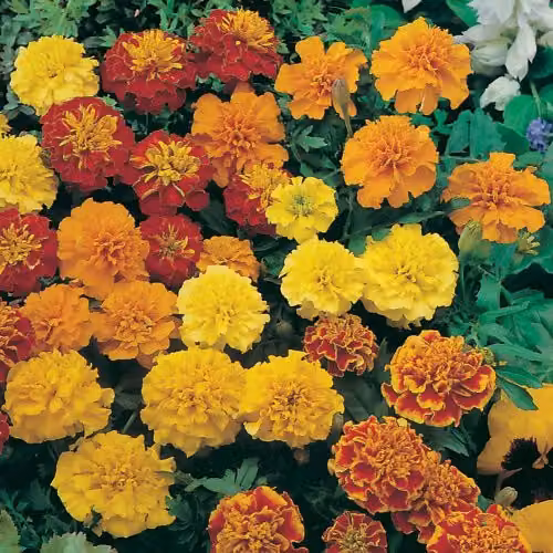 De Ree Marigold Petite Mixed Flower Seeds, Multicolour and Red