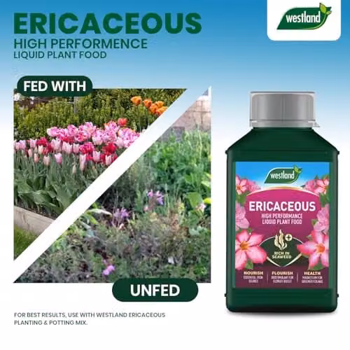 Westland Ericaceous Liquid Plant Food and Tonic, 1L – 2