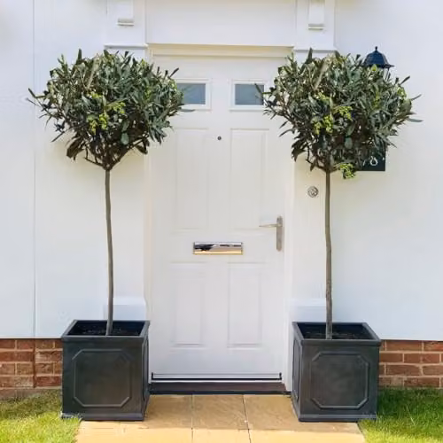 Thompson and Morgan Hardy Fruiting Olive Tree Standard with Evergreen Foliage in 24cm Pot, Height: 140-160 cm