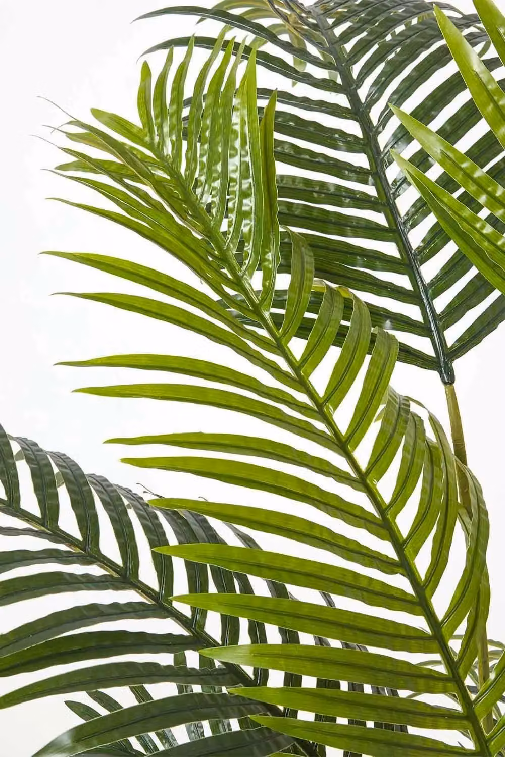 Homescapes Green Areca Palm Tree in Pot, Height: 160 cm – 3