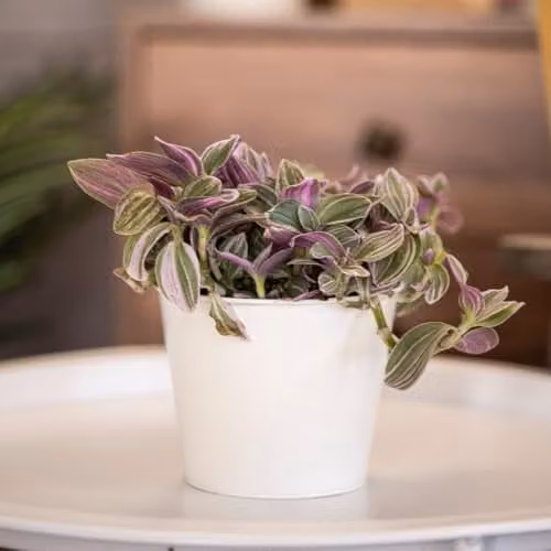Thompson & Morgan Tradescantia Nanouk Fantasy Venice Indoor Hanging Plant with Tricoloured Foliage and Pink-White Flowers, 2 x 12cm Pots – 1
