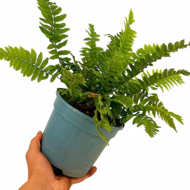 Plants by Post Shaggy Shield Wood Fern Dryopteris, 6 Pack, Green, 1L Pot