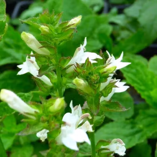 Thompson & Morgan Lobelia siphilitica f. albiflora Alba Hardy White Flowering Perennial Bog Plant, 9cm Pot