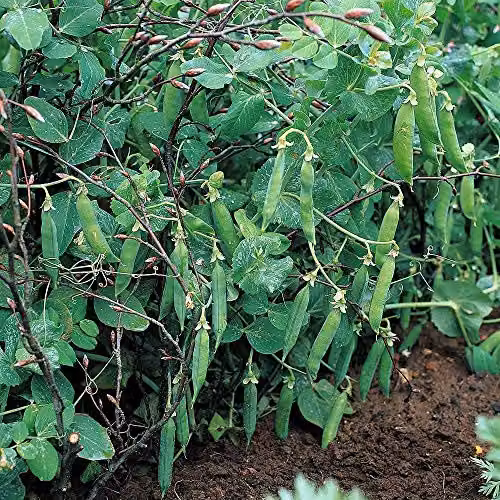 Thompson and Morgan Pea Meteor Seeds, Hardy Annual Vegetable Garden Plants, 250 Seeds